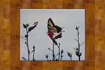 Butterfly 8x10 Ceramic Tile