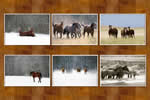 Boxed note cards: Horses